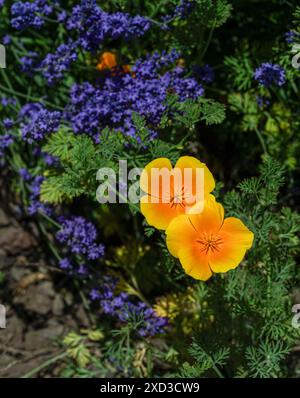 Coquelicot de Californie (Eschscholzia californica) aux fleurs de lavande  KIT jardin botanique Karlsruhe, Baden Wuerttemberg, Allemagne Banque D'Images