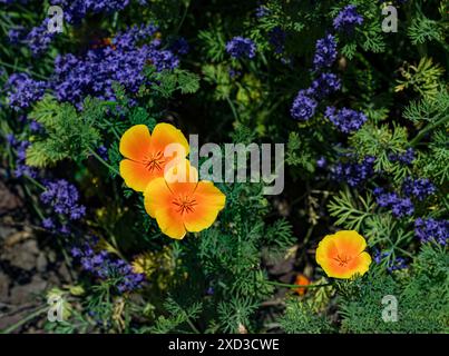 Coquelicot de Californie (Eschscholzia californica) aux fleurs de lavande  KIT jardin botanique Karlsruhe, Baden Wuerttemberg, Allemagne Banque D'Images