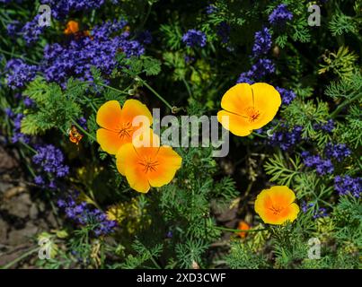 Coquelicot de Californie (Eschscholzia californica) aux fleurs de lavande  KIT jardin botanique Karlsruhe, Baden Wuerttemberg, Allemagne Banque D'Images