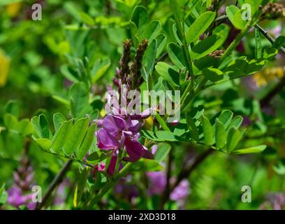 Indigofera tinctoria véritable indigo – racèmes de fleurs roses violettes ressemblant à des pois Banque D'Images