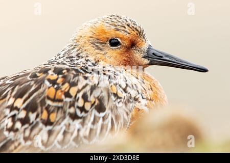 Image en gros plan mettant en valeur les motifs complexes et les teintes chaudes des plumes de noeud rouge, capturée dans le cadre naturel de Cantabrie, Espagne Banque D'Images