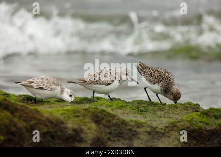 Capture de trois sabliers cherchant assidûment sur des rochers couverts de mousse verte sur fond de vagues de mer turbulentes, dans le cadre serein de Canta Banque D'Images