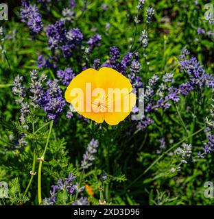 Coquelicot de Californie (Eschscholzia californica) aux fleurs de lavande  KIT jardin botanique Karlsruhe, Baden Wuerttemberg, Allemagne Banque D'Images