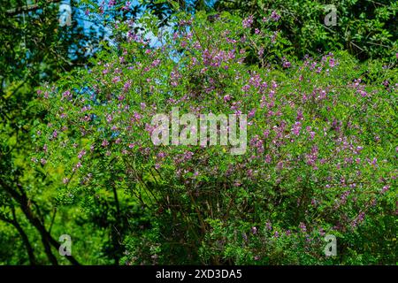 Indigofera tinctoria véritable indigo – racèmes de fleurs roses violettes ressemblant à des pois Banque D'Images