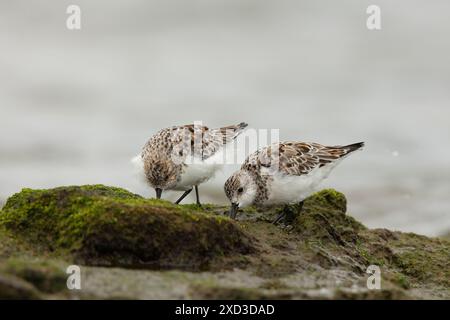 Deux oiseaux de sanderling se nourrissent d'une roche couverte de mousse sur la côte de Cantabrie, mettant en valeur leur comportement naturel dans un cadre serein Banque D'Images