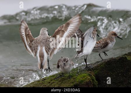 Un groupe d'oiseaux de sanderling déploie leurs ailes et fourrage le long de la côte moussue et rocheuse de Cantabrie, en Espagne, avec des vagues s'écrasant dans le backgroun Banque D'Images