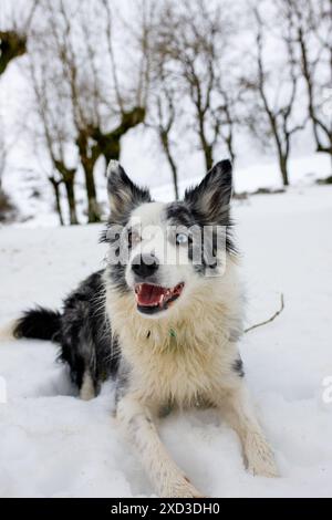Un chien exubérant Blue Merle Border Collie expose ses yeux hétérochromatiques époustouflants tout en profitant d'une journée hivernale dans un environnement enneigé Banque D'Images