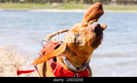 Un joyeux chien Vizsla portant un harnais rouge secoue des gouttelettes d'eau au bord d'un lac pittoresque, entouré par la beauté de la nature par une journée ensoleillée Banque D'Images