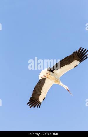 Une image époustouflante capturant une cigogne blanche planant gracieusement dans le ciel, mettant en valeur son impressionnante envergure et son plumage noir et blanc distinctif, ag Banque D'Images