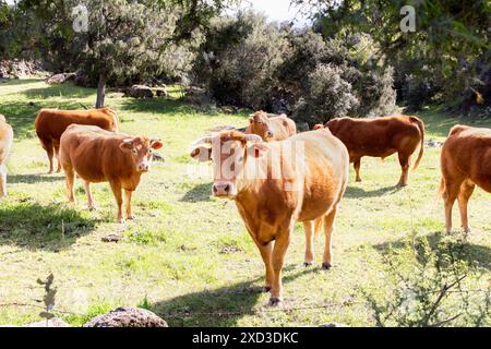 Une scène tranquille d'un troupeau de vaches brunes pâturant sur une prairie luxuriante et verte entourée d'arbres sous un ciel lumineux et ensoleillé, représentant une pastorale sereine Banque D'Images