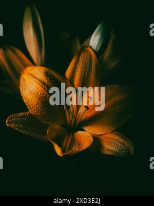 Fleurs d'orange de lis - (Lilium Bulbiferum). Banque D'Images