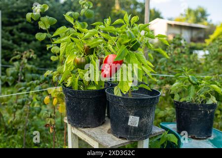 Pots en plastique avec divers plants de légumes. Planter de jeunes plants le jour du printemps. Cultiver ses propres fruits et légumes dans une ferme. Jardinage Banque D'Images