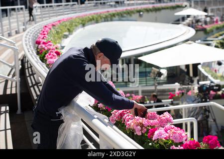 Ascot, Berkshire, Royaume-Uni. 20 juin 2024. Un rafraîchissement pour les géraniums de Royal Ascot avant l'ouverture des portes sur Ladies Day Credit : Maureen McLean/Alamy Live News Banque D'Images