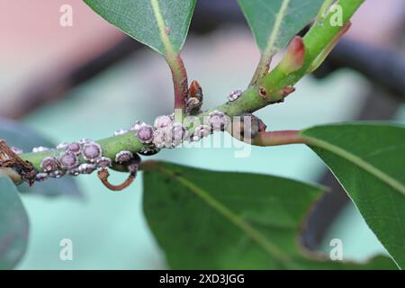 Écailles de cire de figue Ceroplastes Rusci sur laurier (Laurus nobilis) arbuste. Banque D'Images