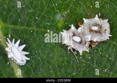 Écailles de cire de figue Ceroplastes Rusci sur laurier (Laurus nobilis) arbuste. Banque D'Images