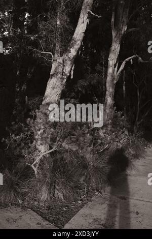 Des arbres à écorce de papier (Melaleuca quinquenervia) et un selfie d'ombre sur le sentier à côté dans un jardin à Darling point, Sydney Banque D'Images