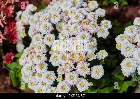 Gros plan de fleurs blanches de chrysanthème fleurissant dans le jardin Banque D'Images