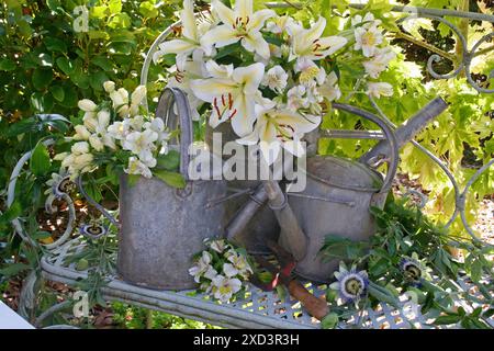 Botanique, lis, eustoma grandiflorum, DROITS-SUPPLÉMENTAIRES-AUTORISATION-INFO-NON-DISPONIBLE Banque D'Images