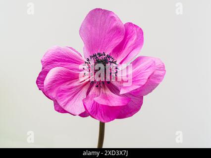 Fleur d'anémone rose (Ranunculaceae) isolée sur fond blanc Banque D'Images