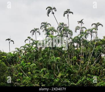 Palmiers poussant le long de la rivière dans la forêt amazonienne, réserve faunique de Cuyabeno au coucher du soleil, forêt amazonienne, Équateur, Amérique du Sud Banque D'Images