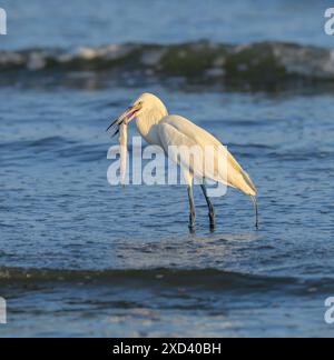 Aigrette rougeâtre (Egretta rufescens), morphe blanc, chasse dans les eaux peu profondes près de la côte océanique, Galveston, Texas, États-Unis. Banque D'Images