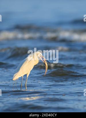 Aigrette rougeâtre (Egretta rufescens), morphe blanc, chasse dans les eaux peu profondes près de la côte océanique, Galveston, Texas, États-Unis. Banque D'Images