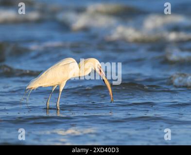 Aigrette rougeâtre (Egretta rufescens), morphe blanc, chasse dans les eaux peu profondes près de la côte océanique, Galveston, Texas, États-Unis. Banque D'Images