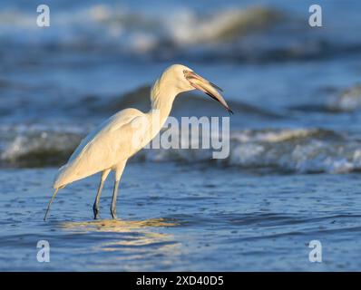 Aigrette rougeâtre (Egretta rufescens), morphe blanc, chasse dans les eaux peu profondes près de la côte océanique, Galveston, Texas, États-Unis. Banque D'Images