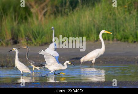 Aigrettes des neiges (Egretta thula), grandes aigrettes (Ardea alba) et hérons tricolores (Egretta tricolor) chassant ensemble dans un lagon, Galvseton, Texas, États-Unis. Banque D'Images