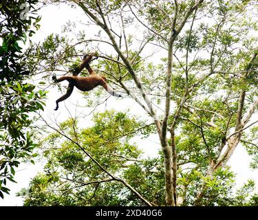 Singe laineux sautant d'arbre en arbre dans la réserve faunique de Cuyabeno, forêt amazonienne, Équateur, Amérique du Sud Banque D'Images