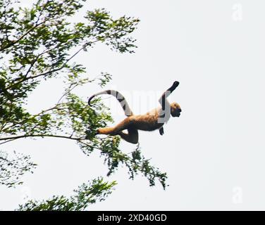 Singe laineux sautant d'arbre en arbre dans la réserve faunique de Cuyabeno, forêt amazonienne, Équateur, Amérique du Sud Banque D'Images