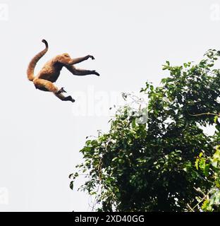 Singe laineux sautant d'arbre en arbre dans la réserve faunique de Cuyabeno, forêt amazonienne, Équateur, Amérique du Sud Banque D'Images