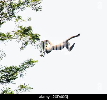 Singe laineux sautant d'arbre en arbre dans la réserve faunique de Cuyabeno, forêt amazonienne, Équateur, Amérique du Sud Banque D'Images