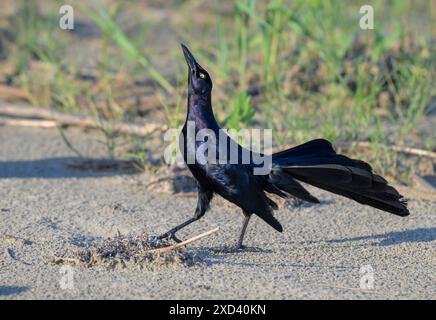 Mâle à queue grande (Quiscalus mexicanus) s'exposant et faisant escale sur la plage de l'océan, Galveston, Texas, États-Unis. Banque D'Images