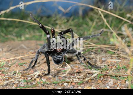 Texas Brown Tarenttula (Aphonopelma hentzi) mâle en posture défensive au sol, Comté de Bastrop, Texas, États-Unis. Banque D'Images