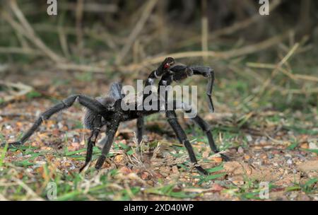 Texas Brown Tarenttula (Aphonopelma hentzi) mâle errant la nuit à la recherche d'une femelle, Comté de Bastrop, Texas, États-Unis. Banque D'Images