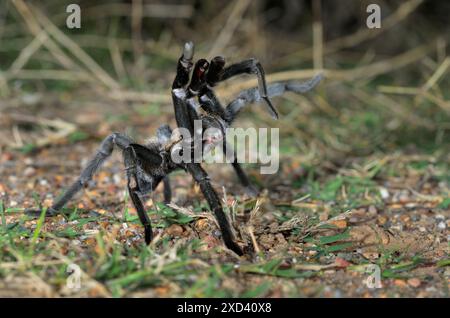 Texas Brown Tarenttula (Aphonopelma hentzi) mâle en posture défensive au sol, Comté de Bastrop, Texas, États-Unis. Banque D'Images