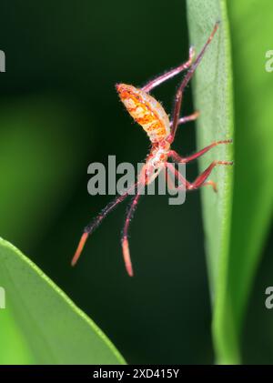 Nymphe d'un insecte léafoté géant (Acanthocephala declivis) sur une feuille d'agrumes, Galveston, Texas, USA. Banque D'Images