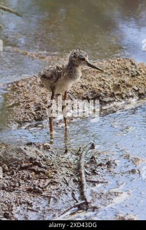 Altin à ailes noires, (Himantopus himantopus), poussin, embouchure de la réserve naturelle de Guadalhorce, Malaga, Andalousie, Espagne. Banque D'Images