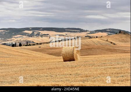 Champs de blé récoltés, paysage au sud de Pienza, Toscane, Italie, Europe, balles de foin dispersées dans un grand champ de grains dorés, Toscane, Europe Italie Banque D'Images