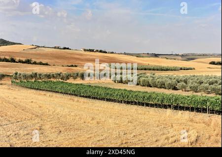 Champs de blé récoltés, paysage au sud de Pienza, Toscane, Italie, Europe, champs dorés avec des balles de foin dispersées sous un ciel bleu clair, Toscane Banque D'Images