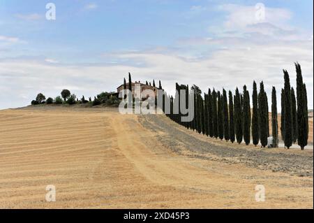 Champs de blé récoltés, paysage au sud de Pienza, Toscane, Italie, Europe, balles de foin dispersées dans un grand champ de grains dorés, Toscane, Europe Italie Banque D'Images