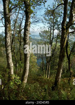 Vue sur le lac Feldsee depuis le sentier directement en dessous de la Tour Bismarck sur le Feldberg, Forêt Noire, Bade-Wuerttemberg, Allemagne Banque D'Images