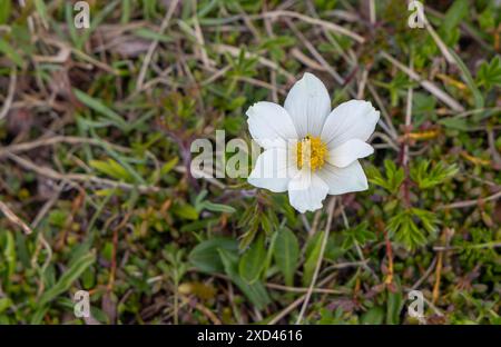 Fleur de pasque alpine ou pasqueflower alpin (Pulsatilla alpina), également connu sous le nom d'anémone alpine, macro Banque D'Images