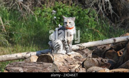 Un chat après s'être répandu dans un tablier sur l'herbe. Banque D'Images