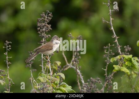 Oiseau adulte à blanc commun (Sylvia communis) chantant dans un buisson de Bramble, Angleterre, Royaume-Uni Banque D'Images