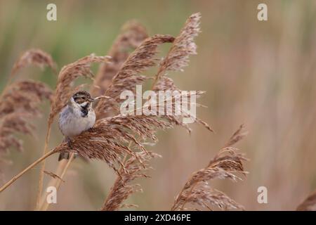 Banderole de roseau (Emberiza schoeniclus) oiseau adulte se nourrissant sur une tête de roseau commune dans un lit de roseaux, Angleterre, Royaume-Uni Banque D'Images