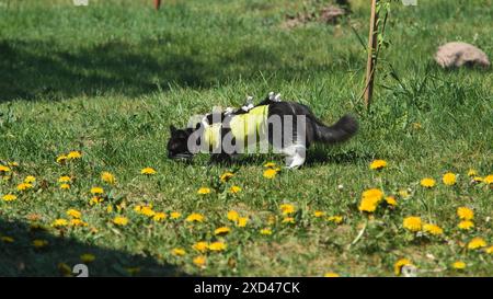 Un chat après s'être répandu dans un tablier sur l'herbe. Banque D'Images