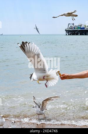 Brighton UK 20 juin 2024 - Une femme essaie de profiter d'une crème glacée tout en pagayant sur la plage de Brighton au soleil avant d'être battue par des goélands alors que le temps chaud est prévu pour la Grande-Bretagne au cours de la semaine prochaine . : Crédit Simon Dack / Alamy Live News Banque D'Images