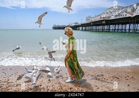 Brighton UK 20 juin 2024 - Une femme essaie de profiter d'une crème glacée tout en pagayant sur la plage de Brighton près de la jetée au soleil avant d'être battue par des mouettes comme le temps chaud est prévu pour la Grande-Bretagne au cours de la semaine prochaine . : Crédit Simon Dack / Alamy Live News Banque D'Images